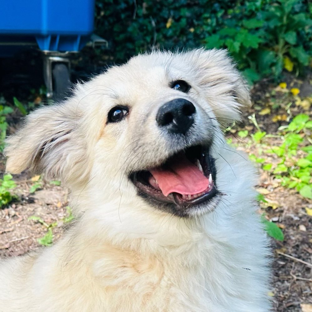 Hundetreffen-Spaziergang/ Spielfreunde gesucht für Ivi 🐾-Profilbild