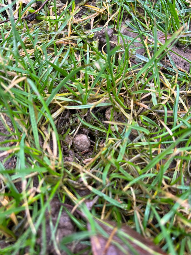 Giftköder-Verdächtige Leckerlies-Profilbild