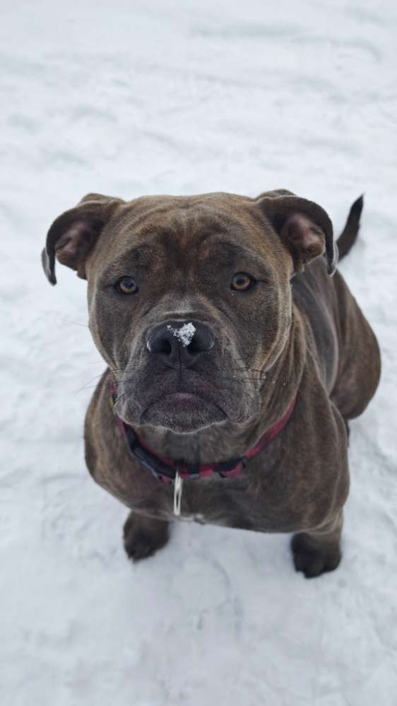 Hundetreffen-Neue Freunde gesucht-Profilbild