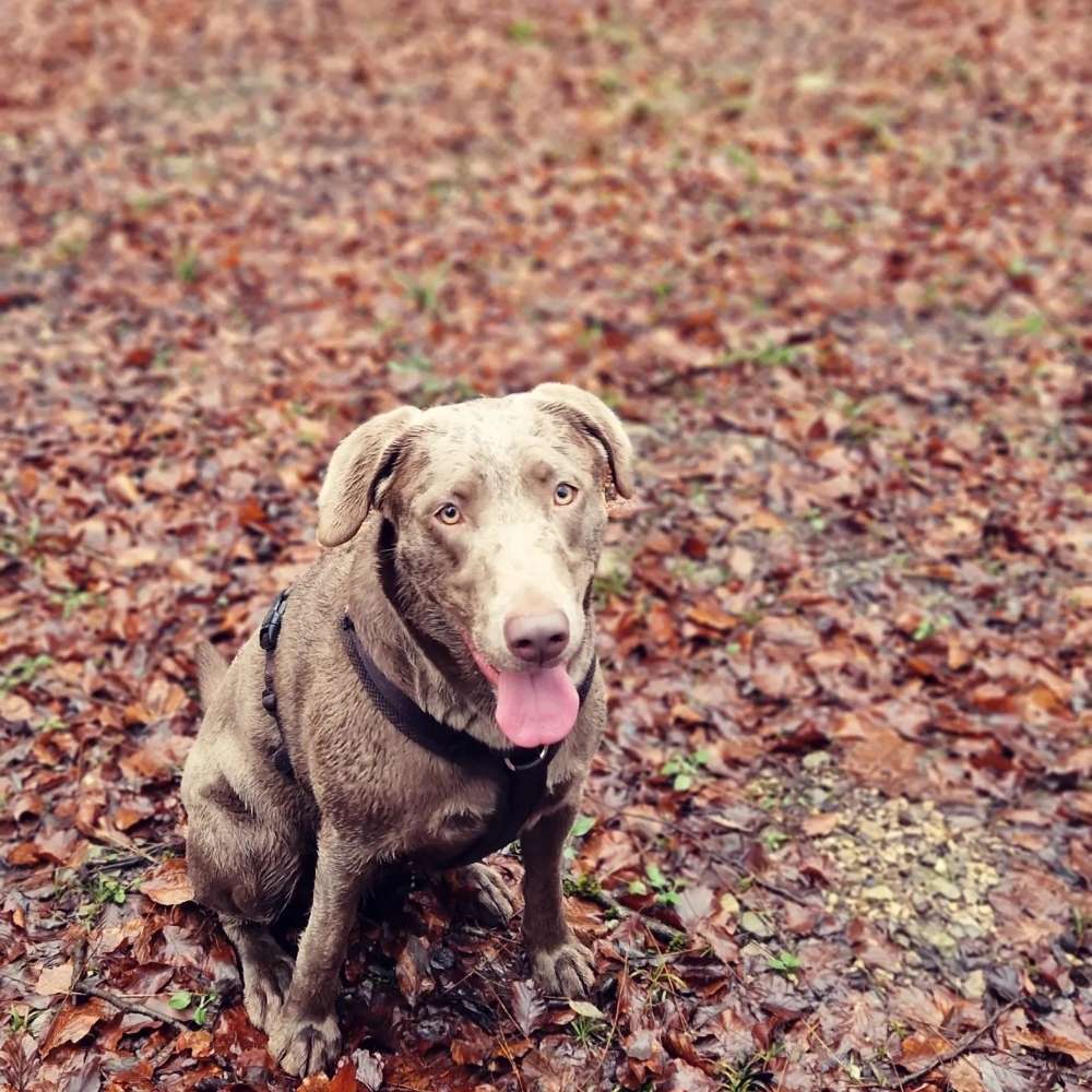 Hundetreffen-Gassi Runden und Spielen-Profilbild