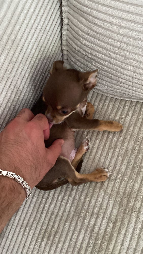 Hundetreffen-Spiel Freund :-)-Profilbild