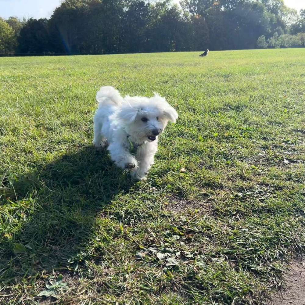 Hundetreffen-Suche Hundefreunde und gemeinsames Gassi gehen für meinen Hund Flummi-Profilbild