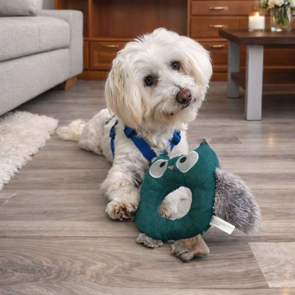 Hundetreffen-Suche Spielkameraden und gemeinsames Gassi gehen für meinen Hund Flummi-Profilbild