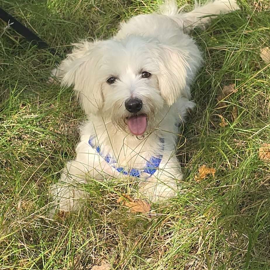 Hundetreffen-Suche Sozialkontakte für meinen Hund aus dem Tierschutz-Profilbild