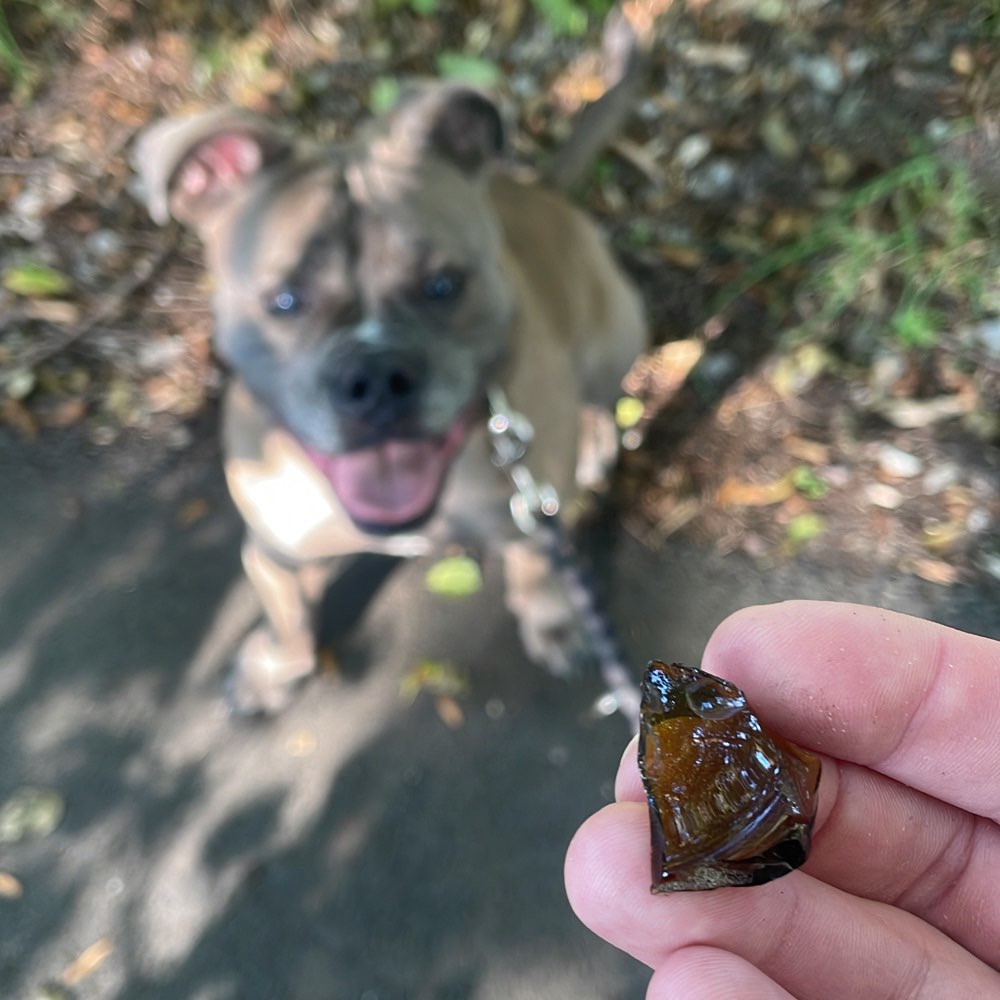 Giftköder-Glasscherben auf dem Hundeplatz-Profilbild