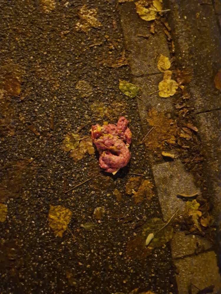 Giftköder-Erbrochenes von einem Grossen Hund-Profilbild