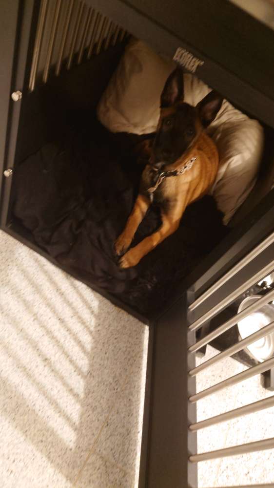 Hundetreffen-Wir suchen gassi Partner zum üben-Profilbild