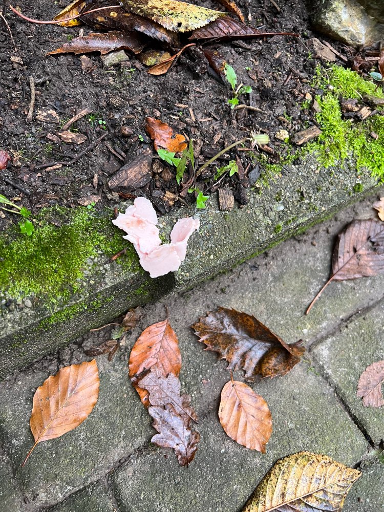 Giftköder-Giftköder Belm-Profilbild