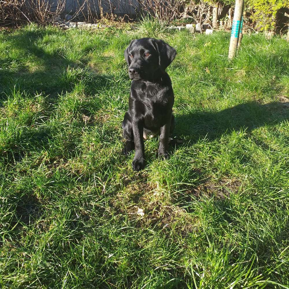 Hundetreffen-Welpentreffen/ üben und spielen Alsdorf Umgebung-Profilbild