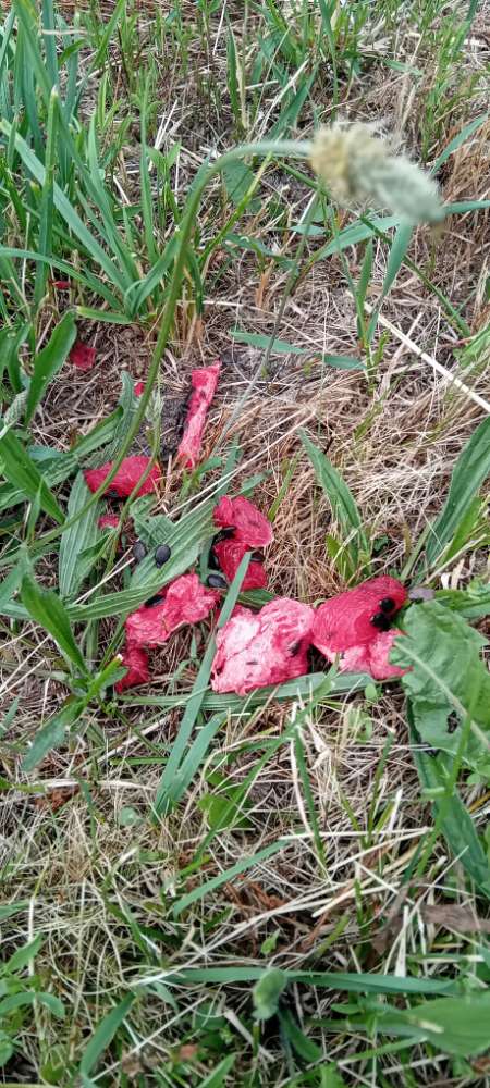 Giftköder-Eventuell Giftköder-Profilbild