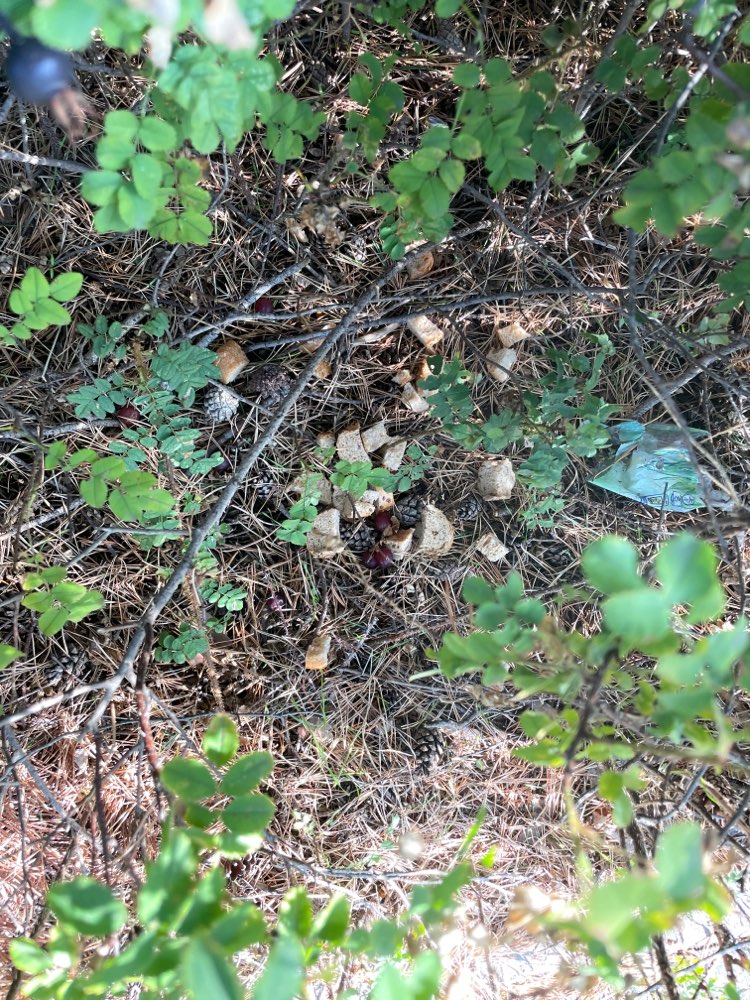 Giftköder-Möglicher Giftköder-Profilbild