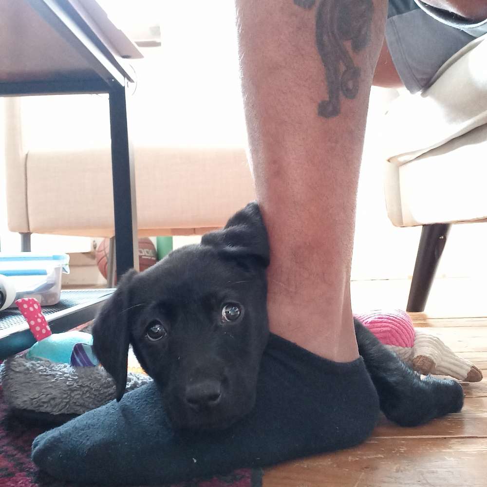 Hundetreffen-Looking for a play date for Miku-Profilbild