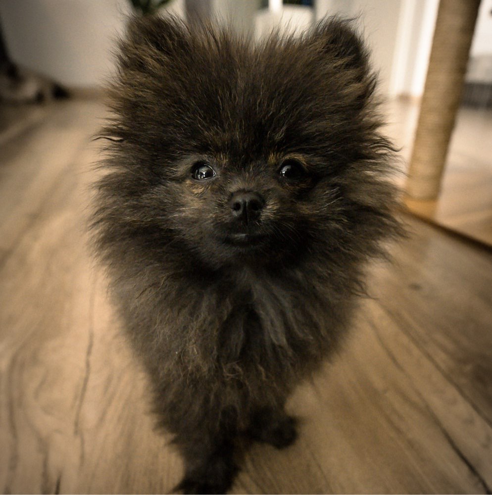 Hundetreffen-Welpentreffen und spielen Umkreis Ostrhauderfehn-Profilbild