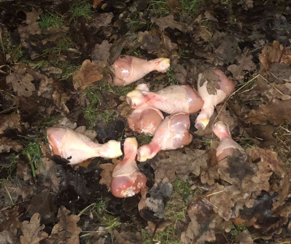 Giftköder-Rohe Hühnerschenkel-Profilbild