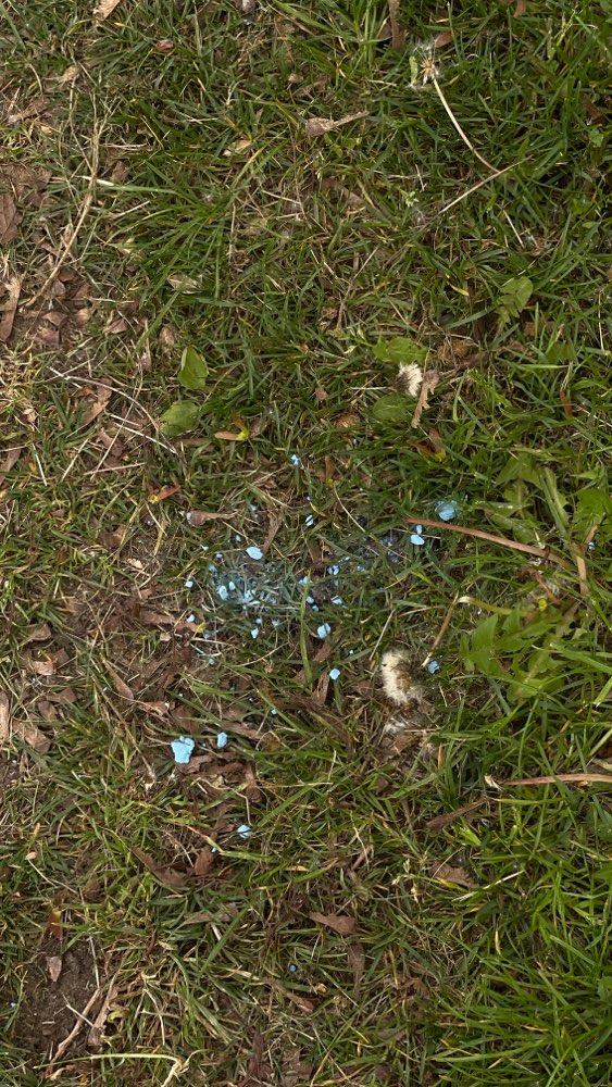 Giftköder-Blaukorn-Profilbild