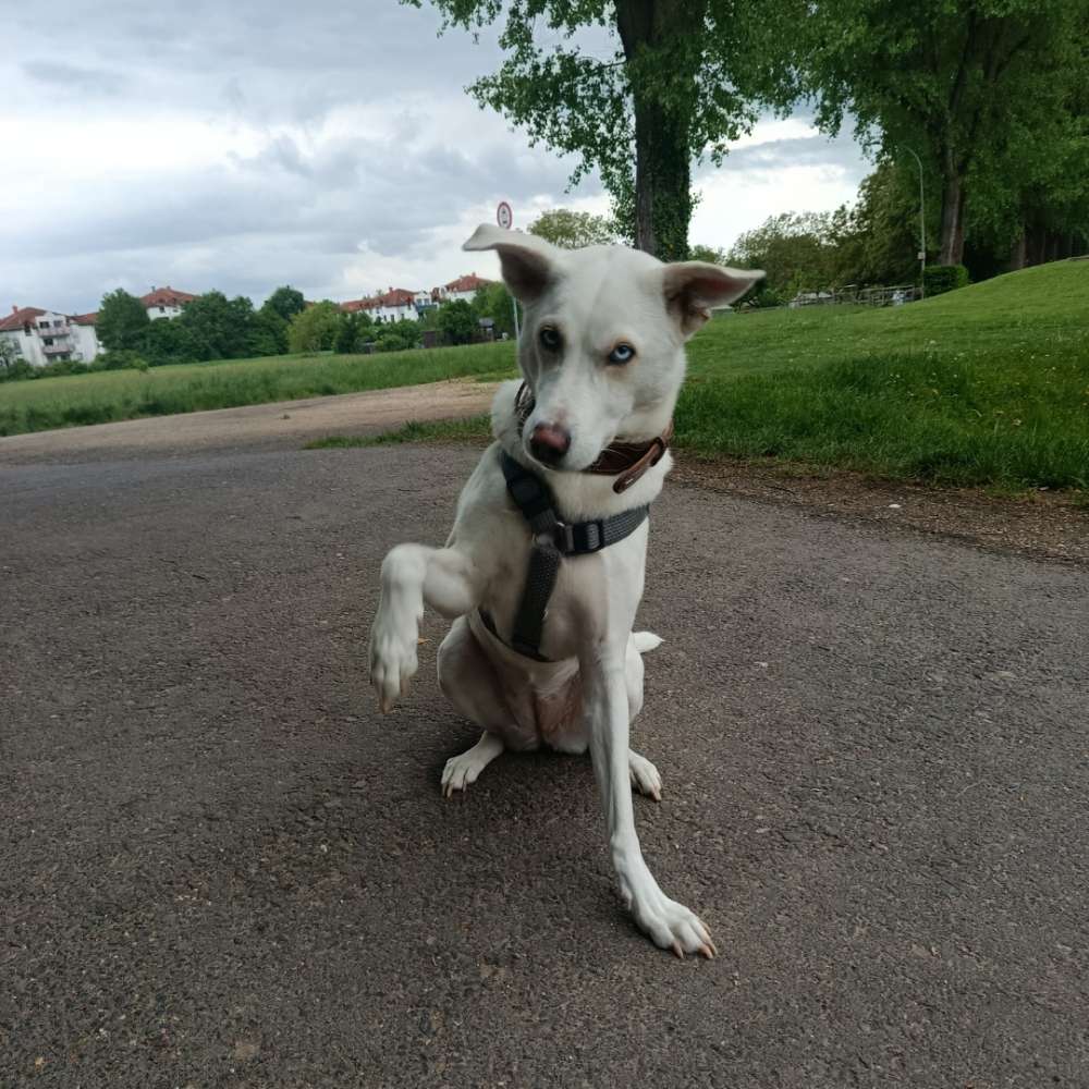 Hundetreffen-Social Walk/Trainingspartner gesucht-Profilbild