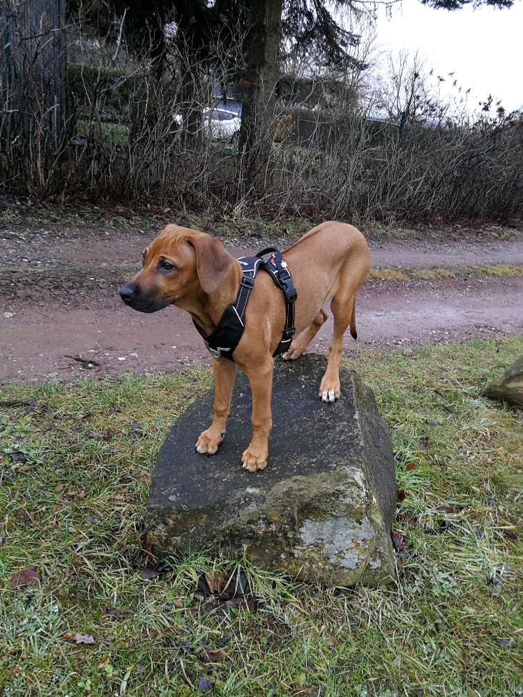 Hundetreffen-Social Walk Schönfelder Hochland-Profilbild