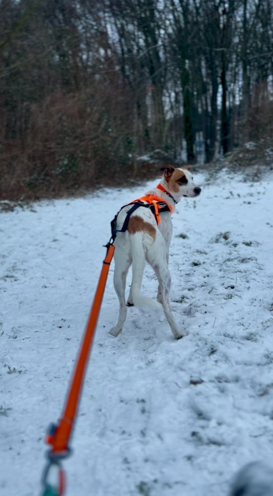 Hundetreffen-CanicrossPartner-Profilbild