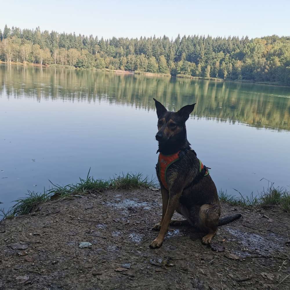 Hundetreffen-Gassirunde-Profilbild