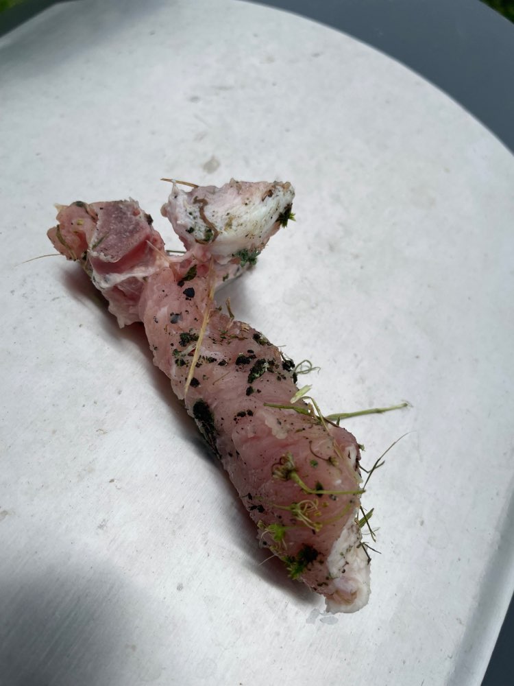 Giftköder-Evtl Giftköder?-Profilbild