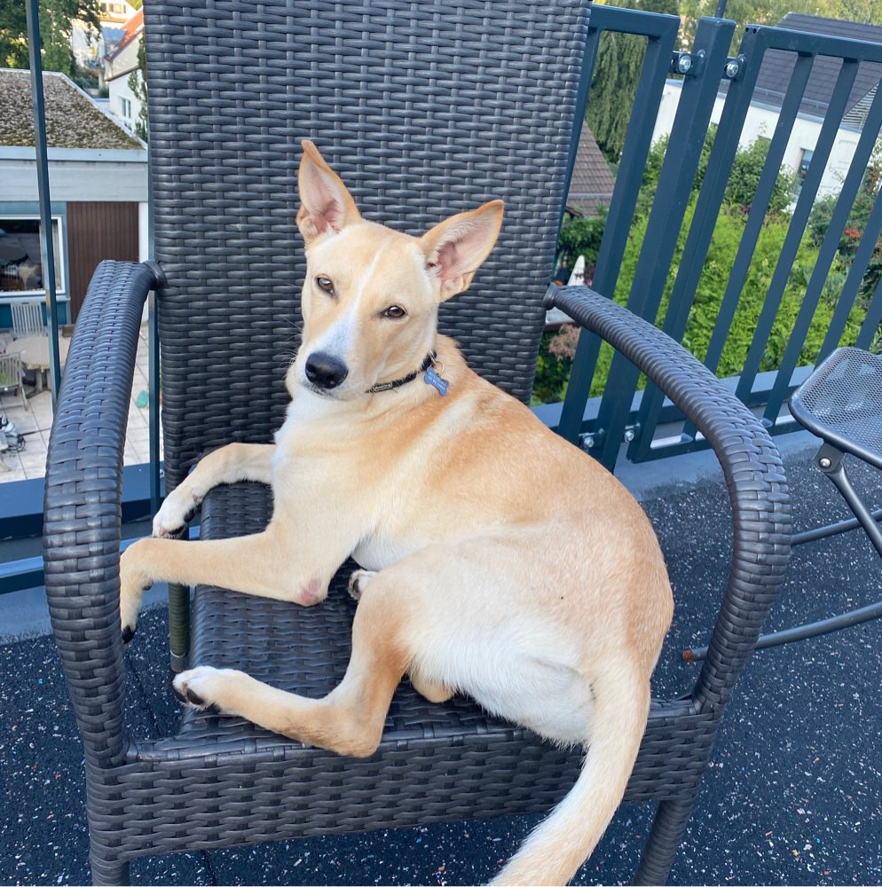 Hundetreffen-Gassigehen und spielen-Profilbild
