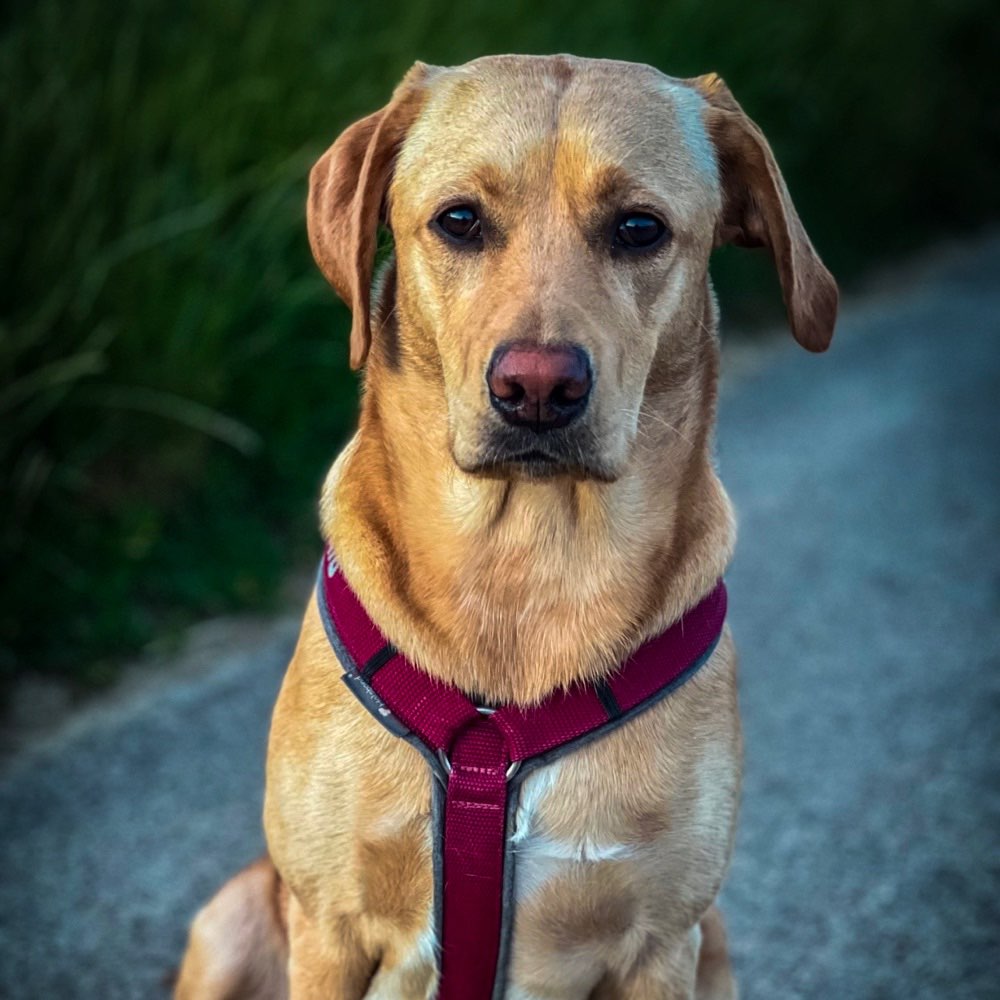 Hundetreffen-Gassi und Spielfreunde gesucht 🐶-Profilbild