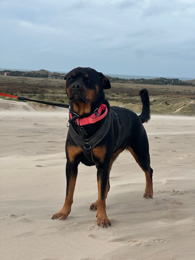 Hundetreffen-Sozialkontakt und oder Trainingspartner-Profilbild
