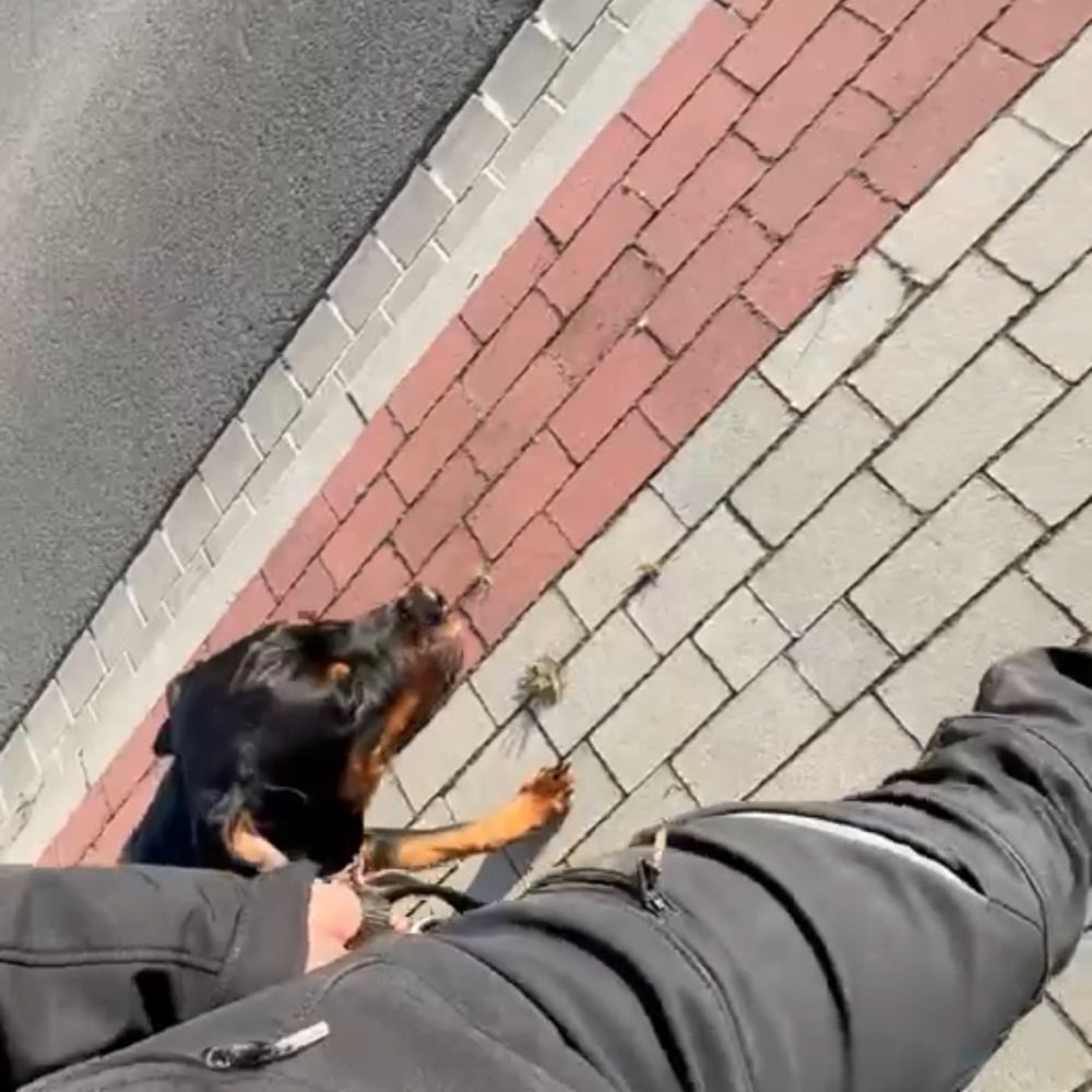 Hundetreffen-Socialwalks Lüneburg und Umgebung-Profilbild