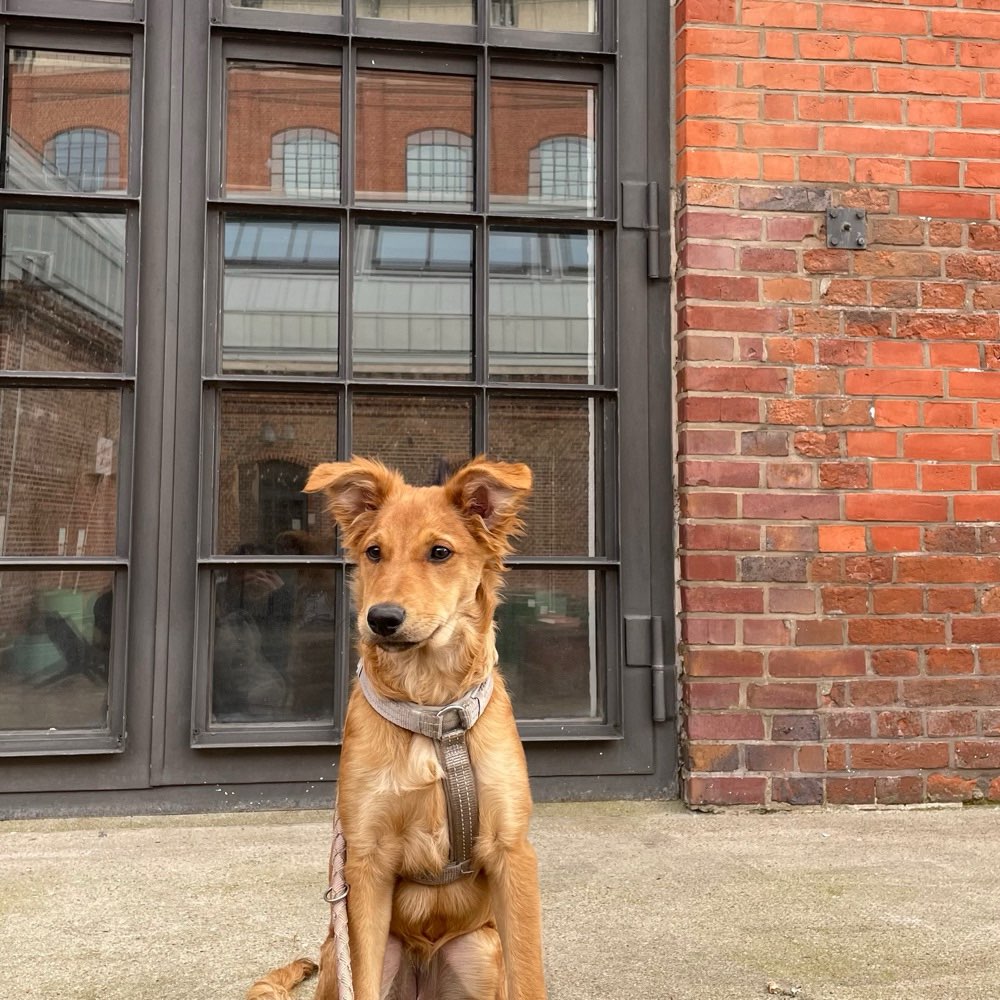 Hundetreffen-Spielfreund für Junghund-Profilbild