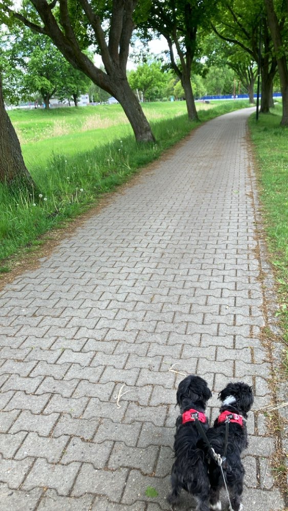Hundetreffen-Suchen ein Hundetreffen-Profilbild
