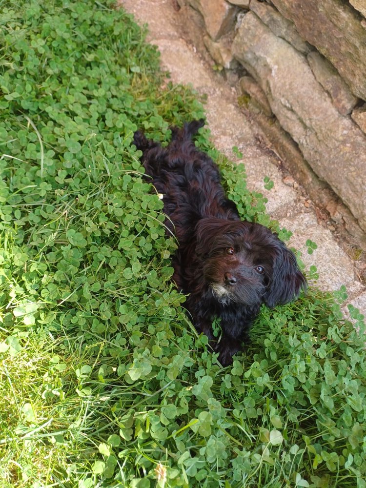 Hundetreffen-Welpentreffen-Profilbild