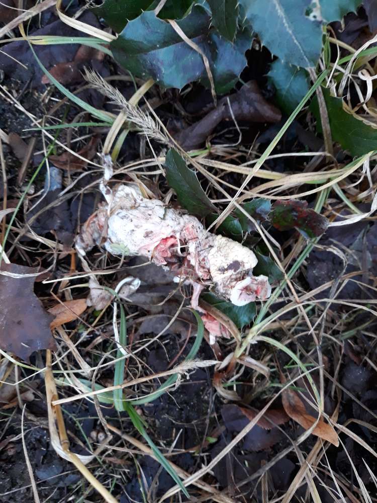 Giftköder-Fleischstücke-Profilbild