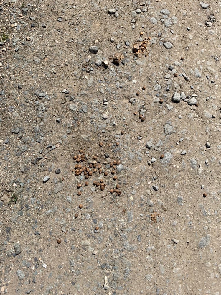 Giftköder-Erneut Leckerlie-Häufchen  Gartensparte-Profilbild