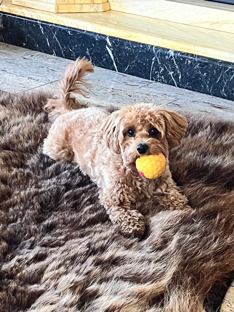 Hundetreffen-Spielen, Spaß und Gassi-Profilbild