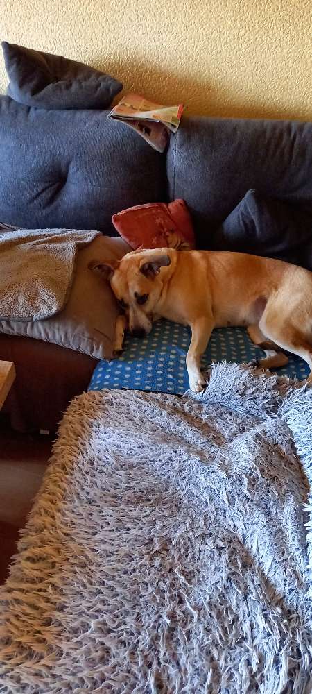 Hundetreffen-Hundentreffen-Profilbild