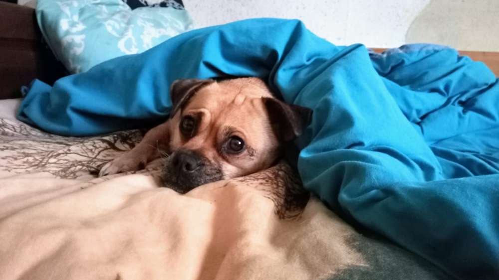 Hundetreffen-Hundeerziehung mit Spaß und Freude-Profilbild