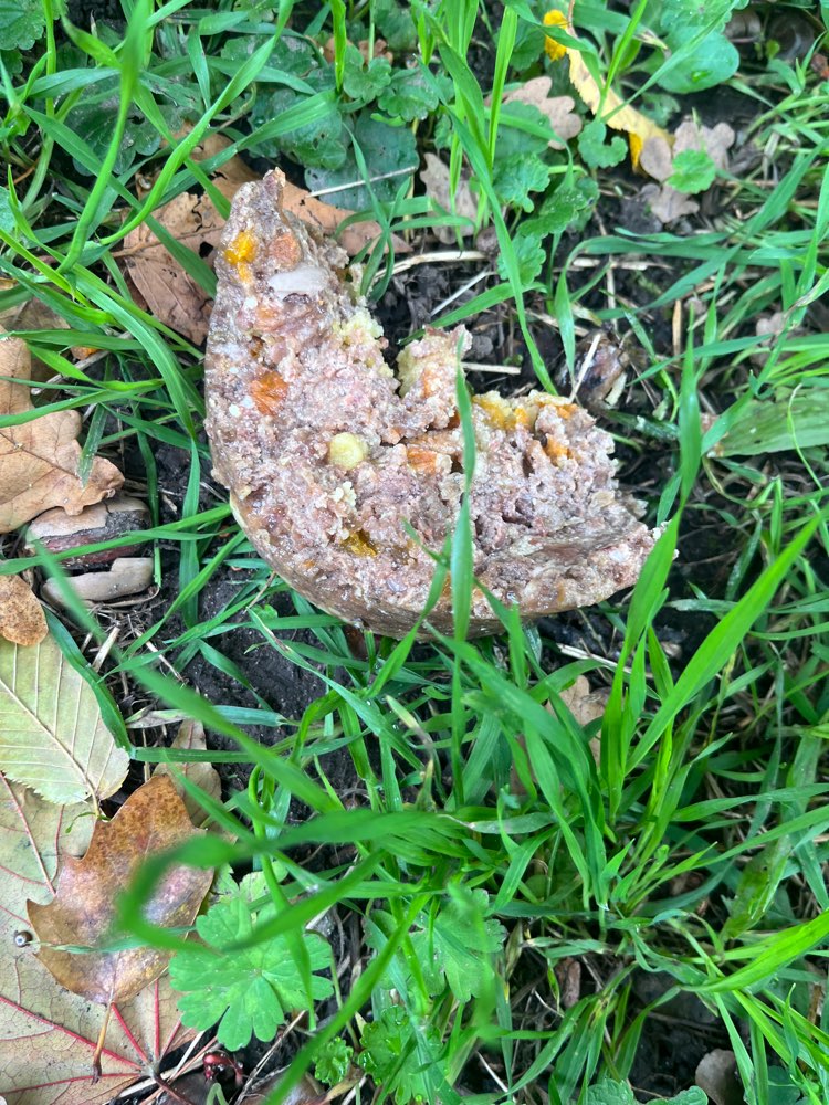 Giftköder-Evtl Giftköder-Profilbild