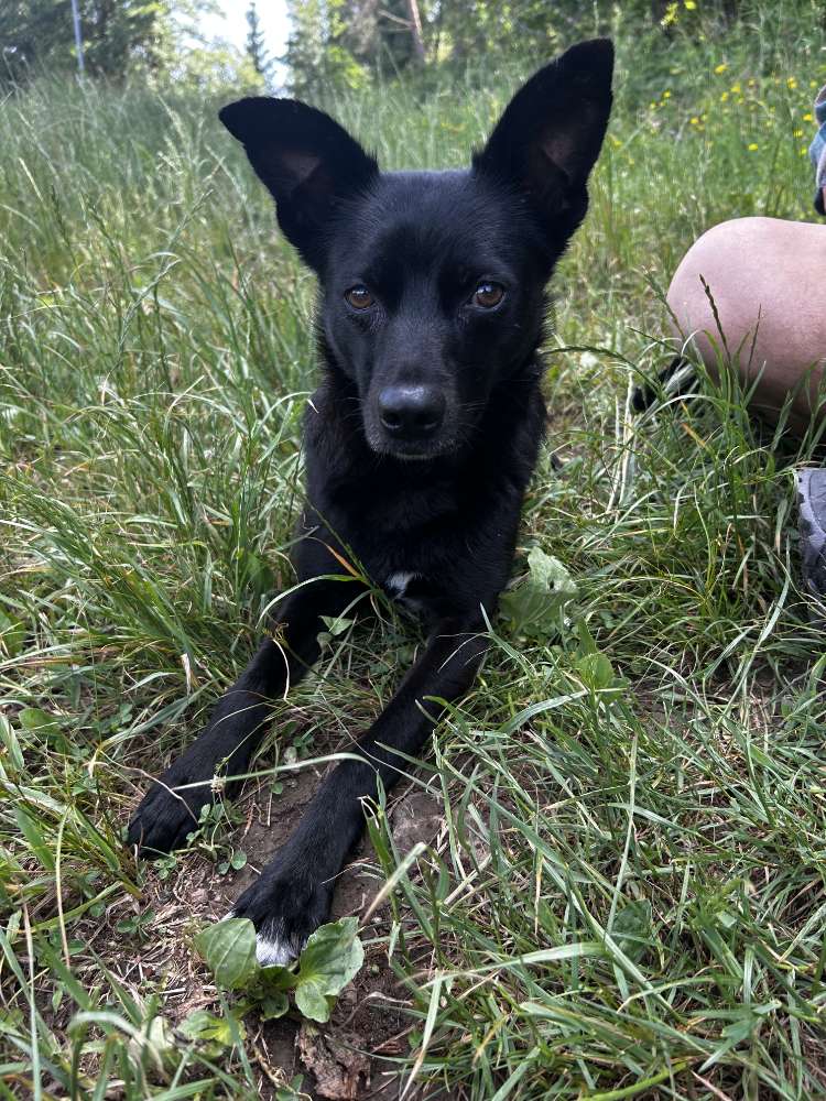 Hundetreffen-Wanderungen mit Hunden-Profilbild