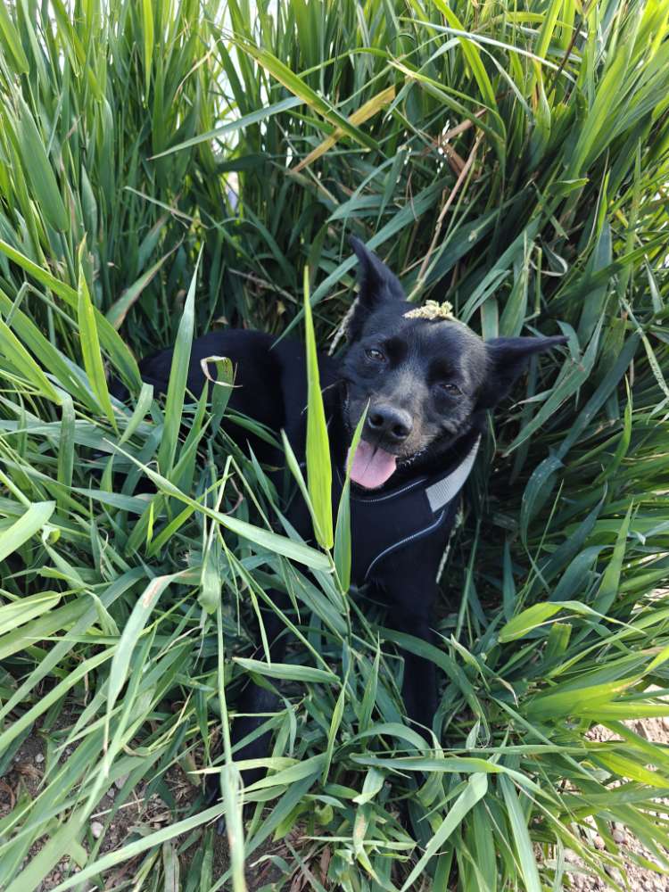 Hundetreffen-Wanderfreunde gesucht-Profilbild