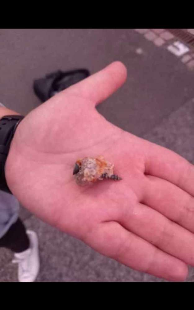 Giftköder-Gifköder mit Schrauben (Meiningen)-Profilbild