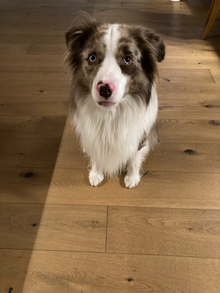 Hundetreffen-Kontakt- und Hundebegnungen-Profilbild