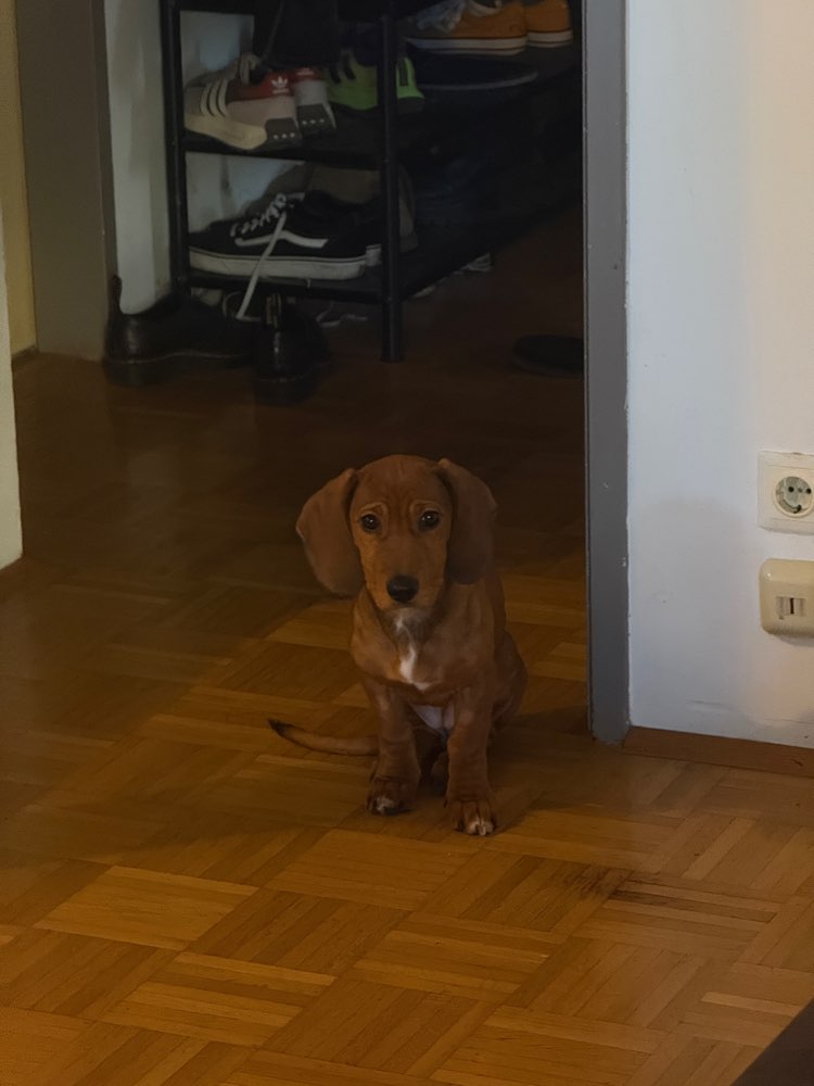 Hundetreffen-Welpen bzw Junghunde Spiel :)-Profilbild