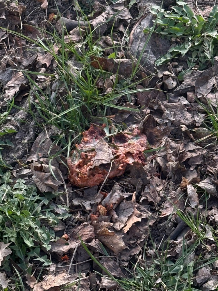 Giftköder-Potentieller Giftköder-Profilbild