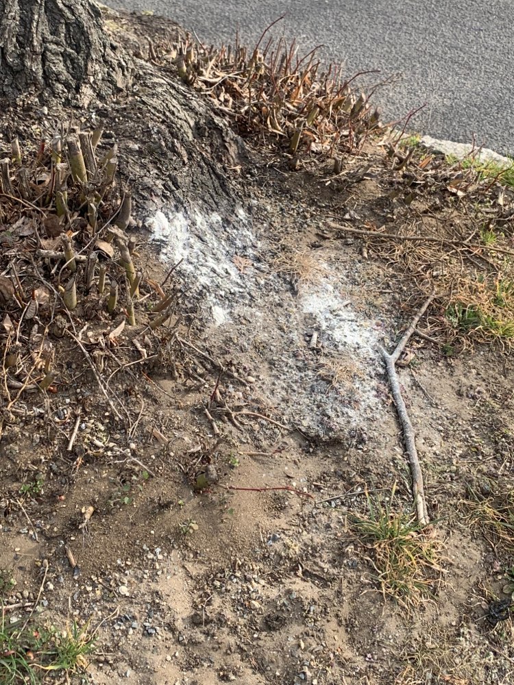 Giftköder-Weißes Pulver-Profilbild