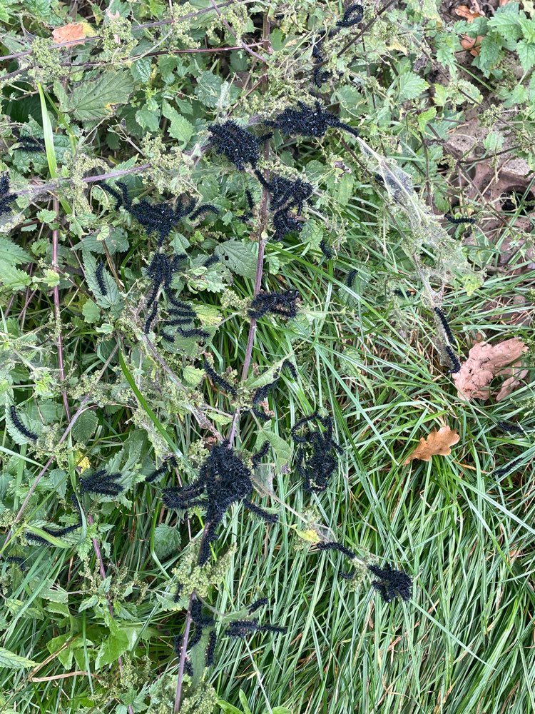 Giftköder-Eichenprozessionsspinner-Profilbild