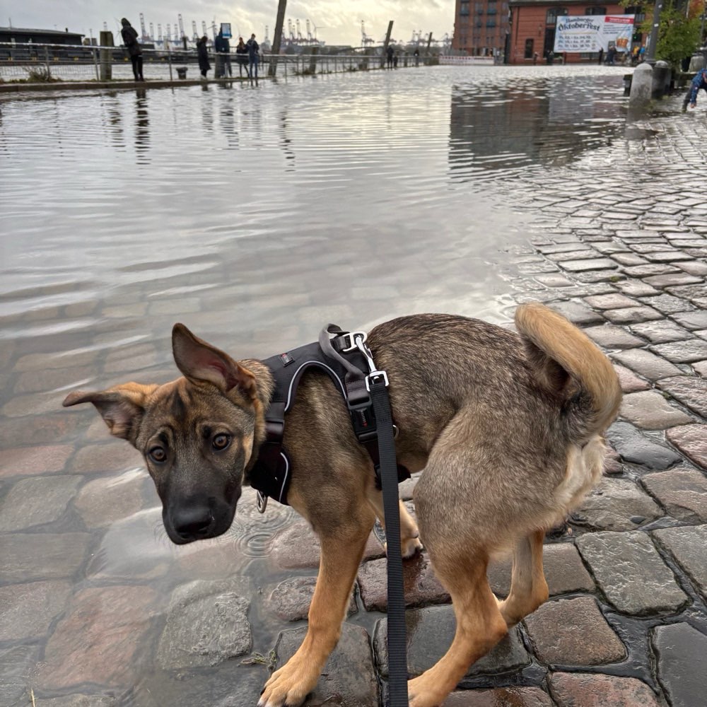 Hundetreffen-Friends gesucht-Profilbild