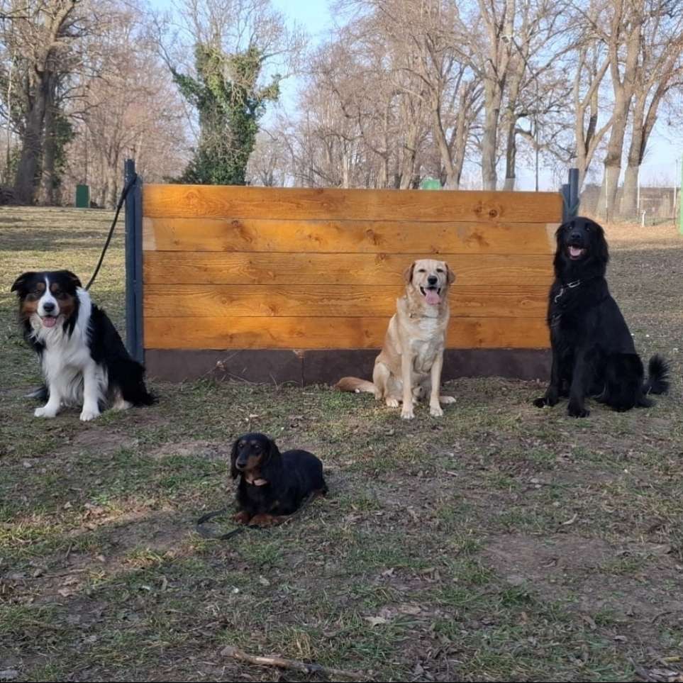 Hundetreffen-Hundesport-Profilbild