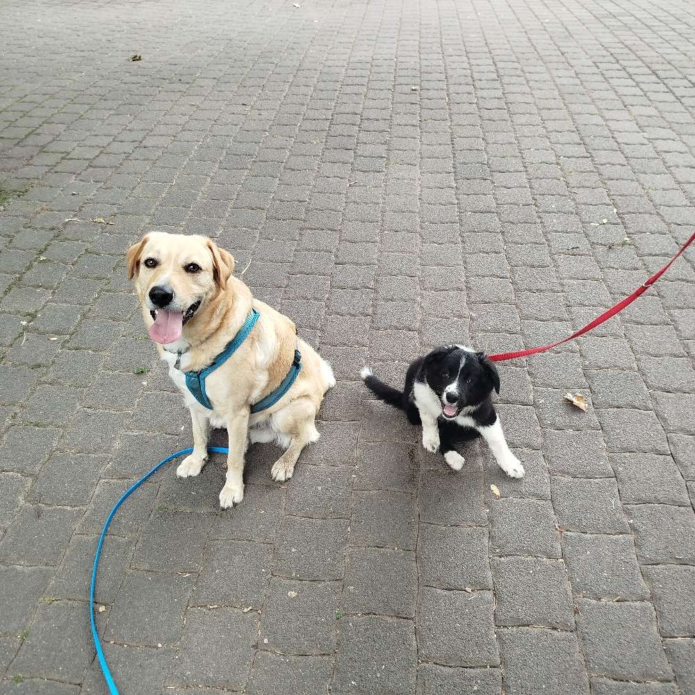 Hundetreffen-Welpenschule Spielen und Training-Profilbild