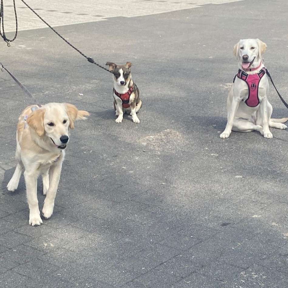Hundetreffen-Junghundetraining-Profilbild