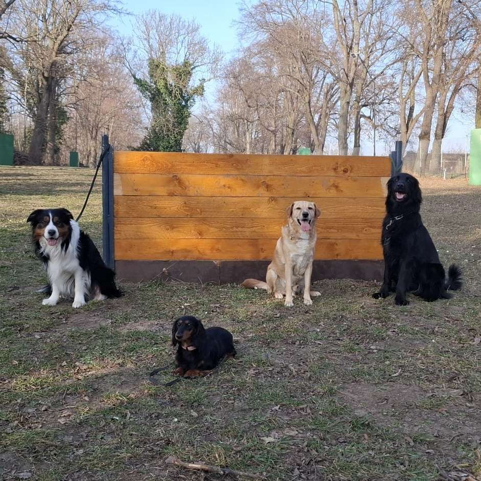 Hundetreffen-Hundesportverein Magdeburg-Diesdorf e.V.-Profilbild